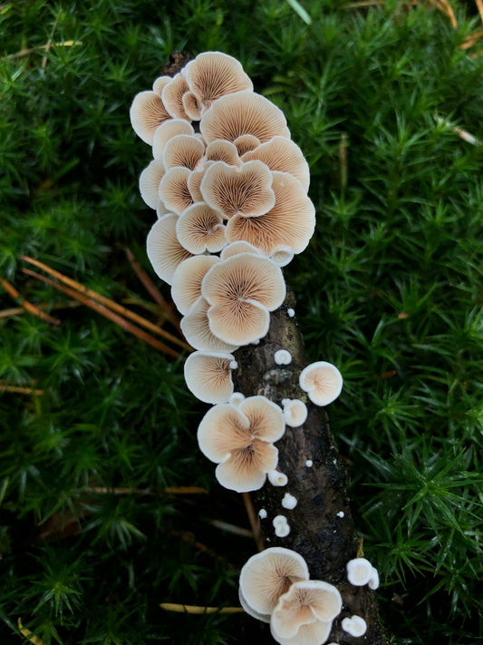 Funghi di diverse specie